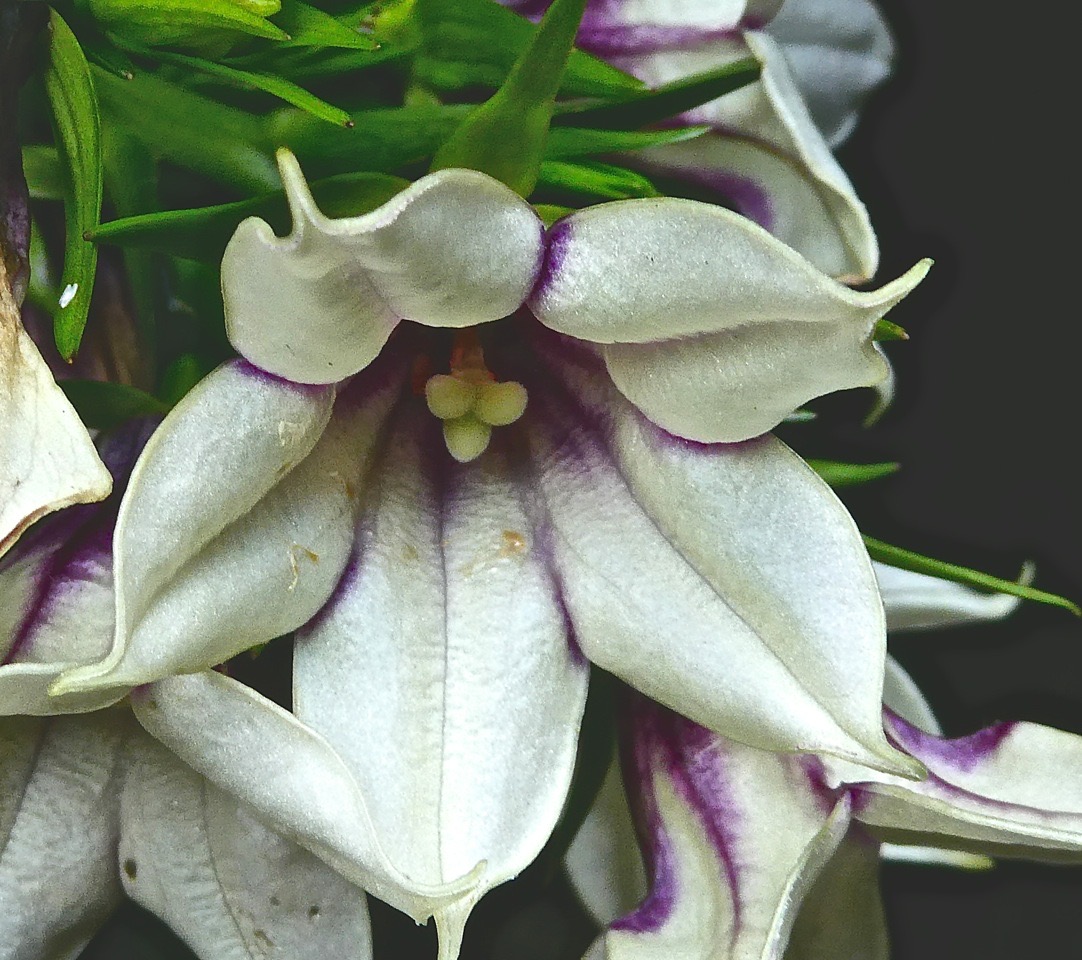 Heterochaenia rivalsii. campanulaceae.endémique Réunion.P1024458