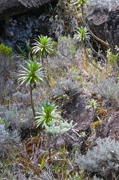 Heterochaenia rivalsii.campanulaceae.endémique Réunion.P1024422