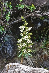 Heterochaenia rivalsii.campanulaceae.endémique Réunion.P1024311