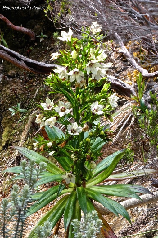 Heterochaenia rivalsii.campanulaceae.endémique Réunion.P1024463