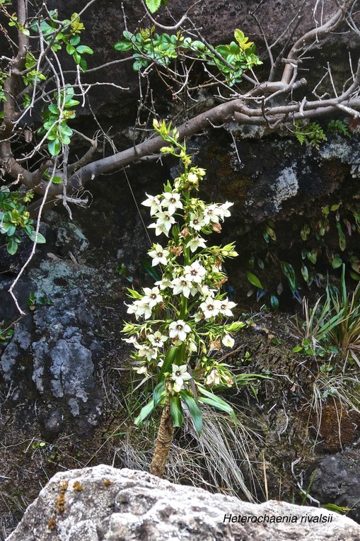 Heterochaenia rivalsii.campanulaceae.endémique Réunion.P1024311
