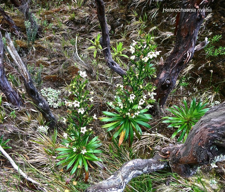 Heterochaenia rivalsii.campanulaceae.endémique Réunion.P1024469