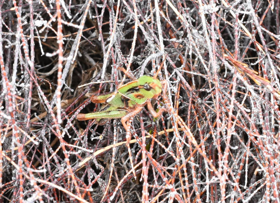 Larve de Locusta migratoria - criquet migrateur - ACRIDIDAE - Indigène Réunion