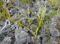 Lycopodium clavatum - LYCOPODIACEAE - Indigène Réunion, Maurice