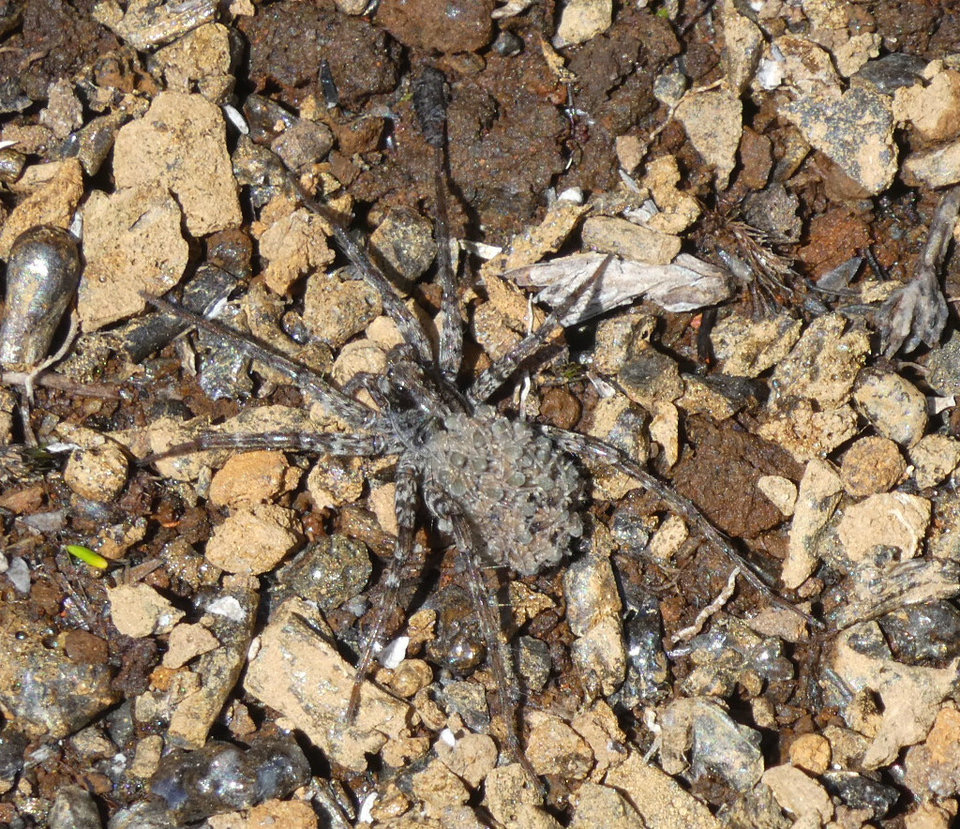 Pardosa sp - Araignée-loup (avec ses petits grimpés sur son dos) - LYCOSIDAE - Indigène Réunion