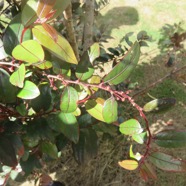 1. Phyllanthus consanguineus - Bois de jolie fille . Bois de négresse . Faux bois de demoiselle - euphorbiaceae - Endémique de la Réunion.jpeg