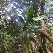 5. Geniostoma angustifolium - Bois de piment - Loganiaceae - Endémique.jpeg