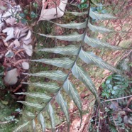 14. Asplenium daucifolium var. lineatum.jpg.jpeg
