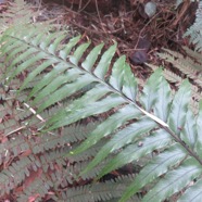 15. Asplenium daucifolium var. lineatum.jpg.jpeg