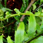 Asplenium boltonii.aspleniaceae.indigène Réunion. (1).jpeg