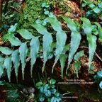 Asplenium daucifolium var lineatum.aspleniaceae.endémique Madagascar.Mascareignes. (1).jpeg