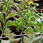 Asplenium daucifolium var viviparum.fougère carotte. ( détail de la face inférieure d'une fronde ) aspleniaceae.endémique Madagascar Réunion Maurice..jpeg