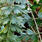 Asplenium daucifolium var viviparum.fougère carotte. aspleniaceae.endémique Madagascar Réunion Maurice. (1).jpeg