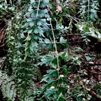 Asplenium daucifolium var viviparum.fougère carotte. aspleniaceae.endémique Madagascar Réunion Maurice..jpeg