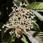 Bertiera rufa. bois de raisin. rubiaceae. endémique Réunion. (1).jpeg