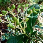 Chassalia corallioides Bois de corail  bois de lousteau ( fruits verts ) rubiaceae.endémique Réunion..jpeg