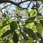 Gaertnera vaginata. losto café  rubiaceae.endémique  Réunion (1).jpeg
