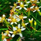 Hubertia ambavilla  Ambaville  asteraceae  endémique Réunion Maurice (4).jpeg