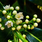Melicope borbonica .catafaye .petit bois de catafaye .( inflorescences ) rutaceae.endémique Réunion..jpeg