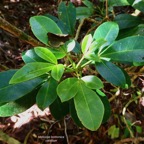 Melicope borbonica .catafaye .petit bois de catafaye .( jeunes feuilles trifoliolées ) rutaceae.endémique Réunion..jpeg