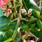 Melicope borbonica .catafaye .petit bois de catafaye.( fruits ) .rutaceae.endémique Réunion..jpeg