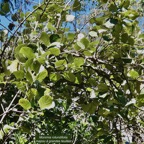 Monimia rotundifolia  mapou à grandes feuilles monimiaceae endémique Réunion (1).jpeg
