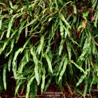 Oleandra distenta .fougère liane.oleandraceae. Indigène Réunion. (1).jpeg