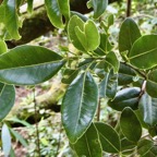 Sideroxylon borbonicum  Bois de fer bâtard .natte coudine .sapotaceae.endémique Réunion (1).jpeg