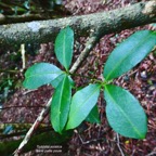 Toddalia asiatica .liane patte poule.rutaceae..indigène Réunion. (1).jpeg