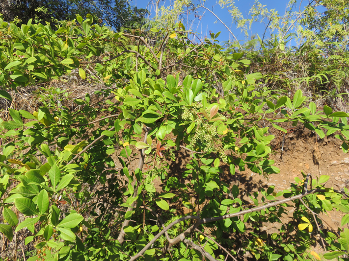 14. Rhus longipes Engl - Faux poivrier blanc - Anacardiaceae - Afrique australe et de l'Est