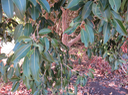 16. Tronc feuilles Syzygium cumini - Jamblon - Myrtaceae -Exo. Indo-Malaisie