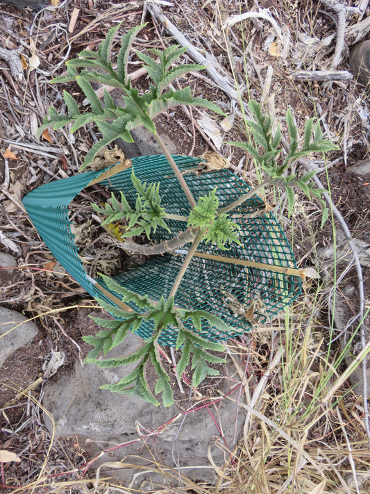 19. Le seul bien parti  Obetia ficifolia - Bois d'Ortie - Urticacée - B