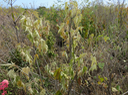 22. souffrant de la sécheresse, un Ruizia cordata Cav. - Bois de senteur blanc - Malvaceae - Endémique de La Réunion.
