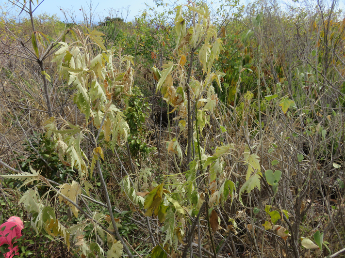 22. souffrant de la sécheresse, un Ruizia cordata Cav. - Bois de senteur blanc - Malvaceae - Endémique de La Réunion.