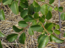 26. Fruit noir de Scutia myrtina - Bois de sinte - Rhamnacée - I  en milieu très sec