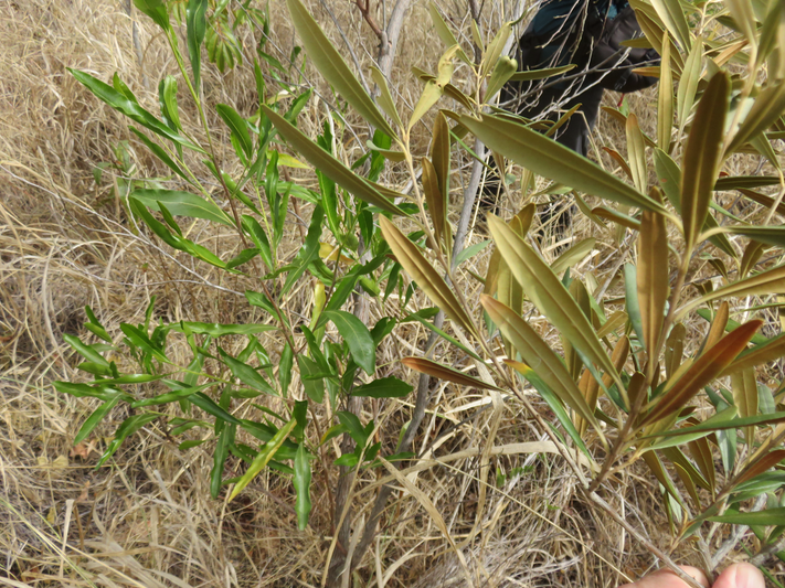 32. A gauche Olea lancea - Bois d'olive blanc -  Oleaceae - Indigène de La Réunion et de l'île Maurice   Les feuilles sont vertes dessus et dessous  à droite face inférieure limbes Olea europaea - Bois d'olive noir - Oleacée - I face inférieure de la feuille est grise