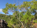 4. ??? Olea lancea - Bois d'olive blanc -  Oleaceae - Indigène de La Réunion et de l'île Maurice   Les feuilles sont vertes dessus et dessous