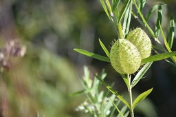 Gomphocarpus physocarpus - Ti-ouete - APOCYNACEAE - Afrique du Sud - MAB_7590