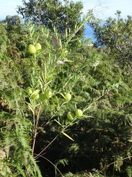 Gomphocarpus physocarpus - Ti-ouete - APOCYNACEAE - Afrique du Sud - DSC01337