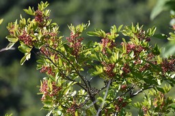 Schinus terebenthifolia - Faux poivrier, baies roses, encens - ANACARDIACEAE - EE - MAB_7583