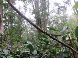 10. Caesalpinia sappan - Sappan - FABACEAE - Asie tropicale - EE  redoutable envashissante