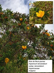 24- Fleur jaune (2)