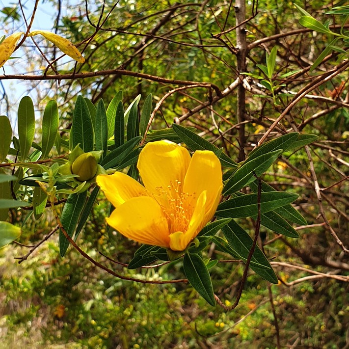 24- Fleur jaune (4)-la fleur