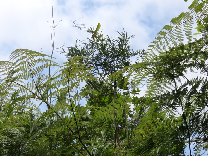 5. Secamone volubilis - Liane Bois d'olive - APOCYNACEAE - Endémique Réunion, Maurice