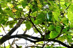 Antidesma madagascariense.bois de cabri blanc.( avec fruits verts )phyllantaceae.indigène Réunion.P1036588