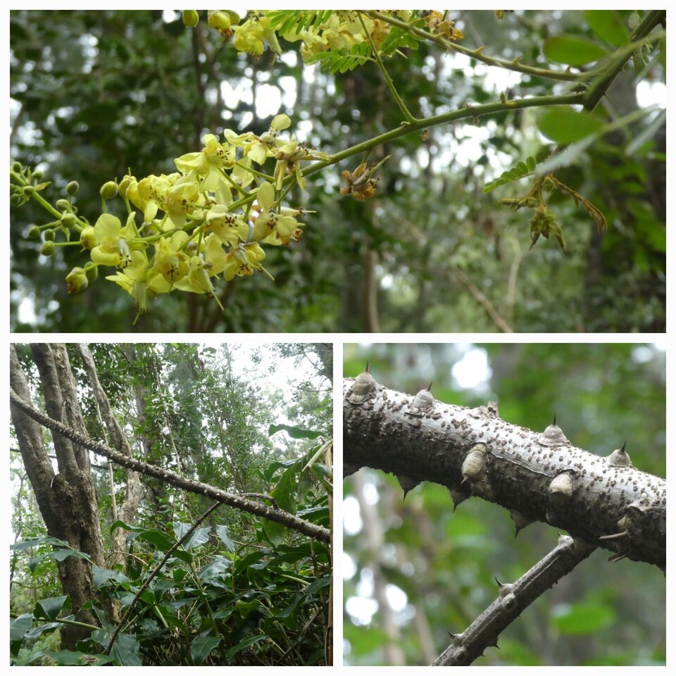 Caesalpinia sappan - Sappan - FABACEAE - Asie tropicale - EE - 20221011_220120