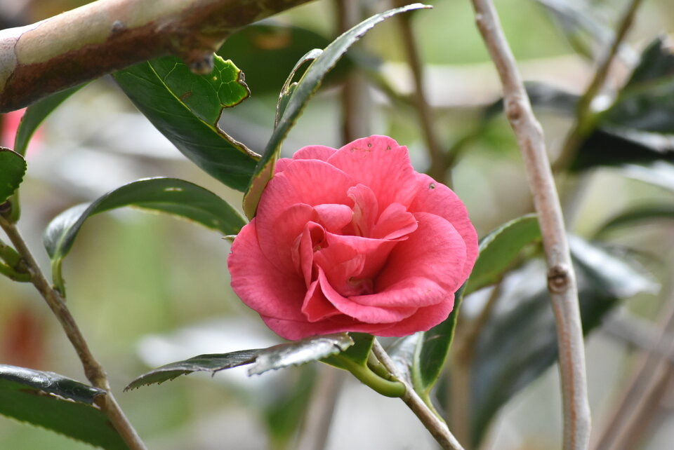 Camellia japonica - Camélia - THEACEAE - Chine, Corée, Japon - MB2_8575
