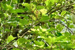 Diospyros borbonica .bois noir des hauts. ebenaceae.endémique Réunion.P1036592