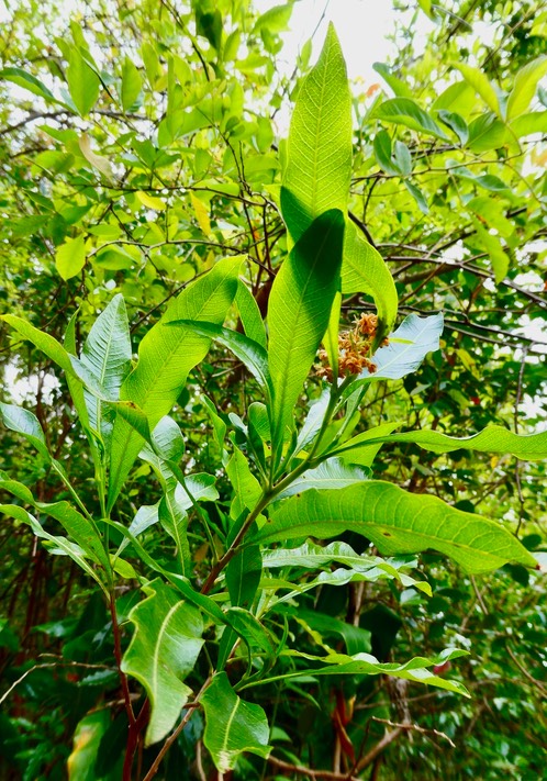 Dodonaea viscosa. bois d'arnette.bois de reinette. ( avec fleurs mâles )sapindaceae.indigène Réunion.P1036629