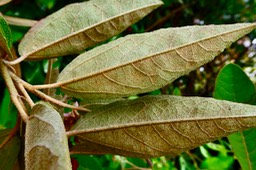 Dombeya punctata. ( pilosité face inférieure des feuilles ) malvaceae.endémique Réunion.P1036646